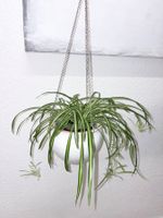 Spider plant & hanging ceramic cache pot