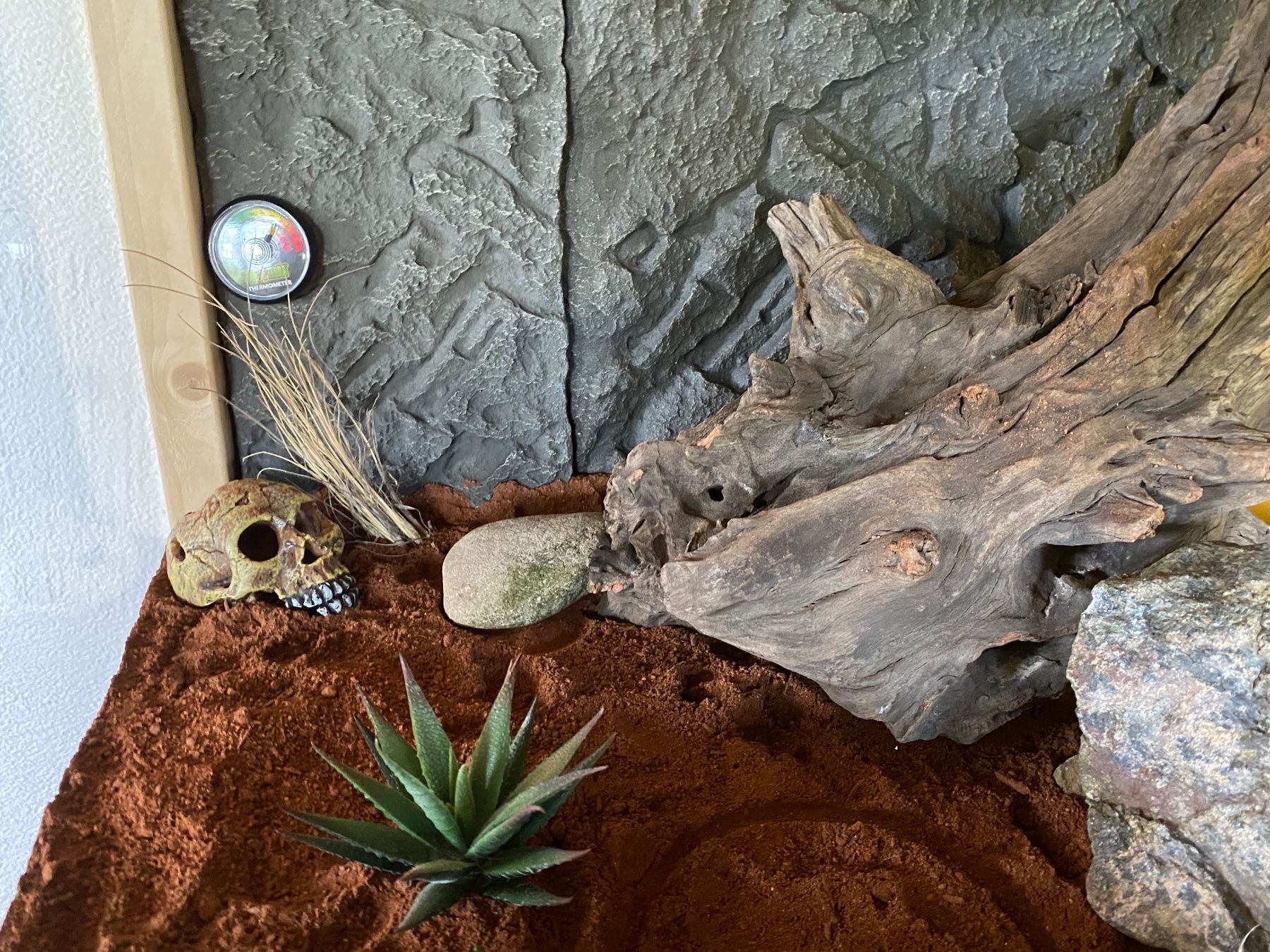 Terrariums: Wüstenterrarium mit Einrichtung – Neuf (Voir description) à Bülach par jon_c57r 6
