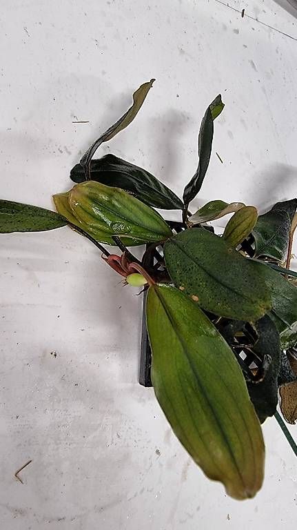 Pflanzen & Samen: 58. Bucephalandra sp. Melawi Fine Edge – Gebraucht aus Schwyz von zpm3atlantis 1