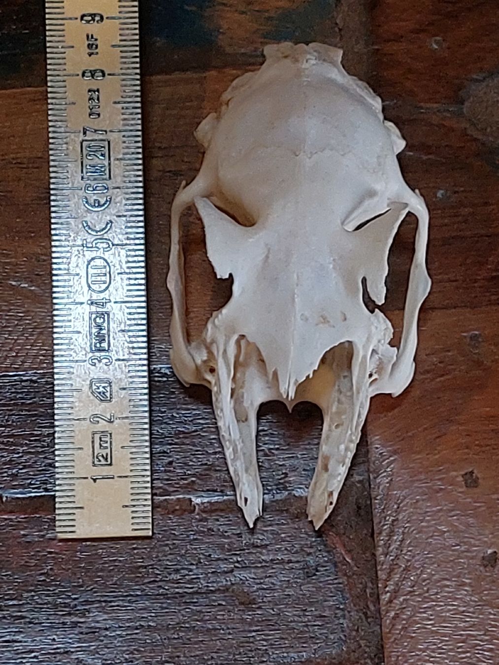 Tutte le decorazioni: Hasenschädel, Deko Präparat – Usato da Winterthur venduto da Belzarek 6