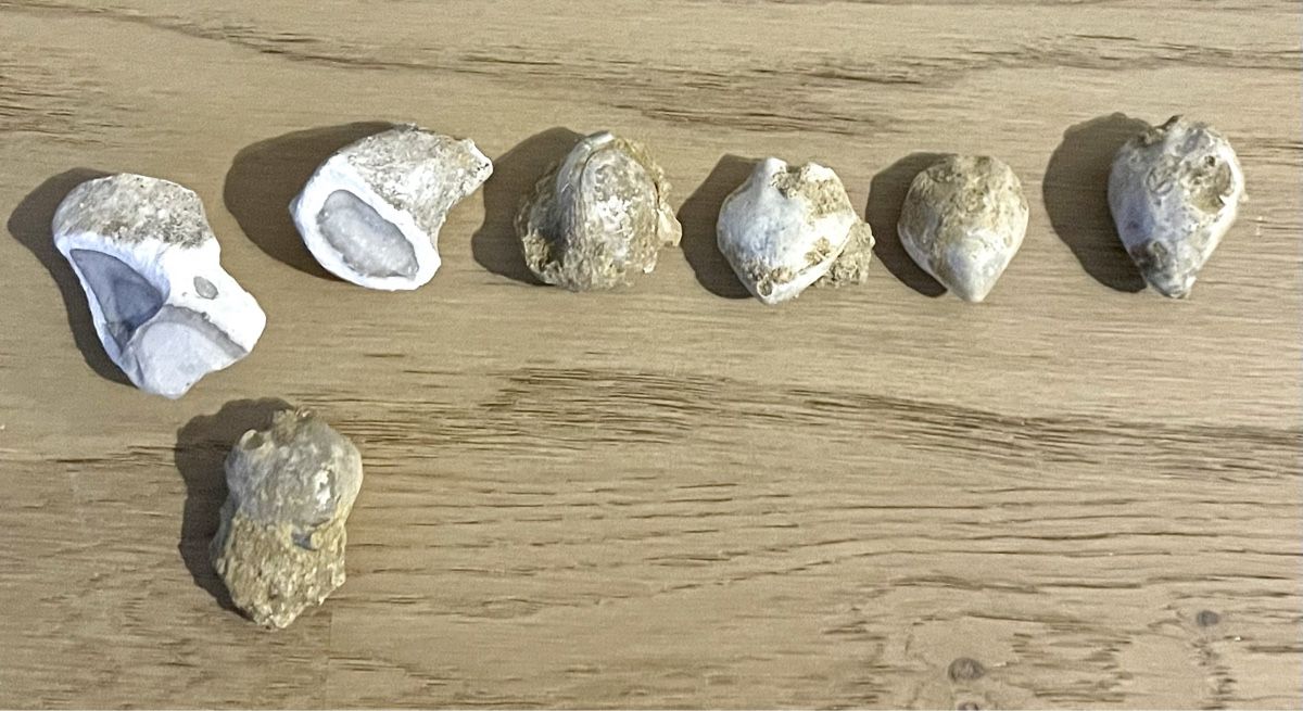 Fossili: Fossilien – Usato da Sargans venduto da Didis