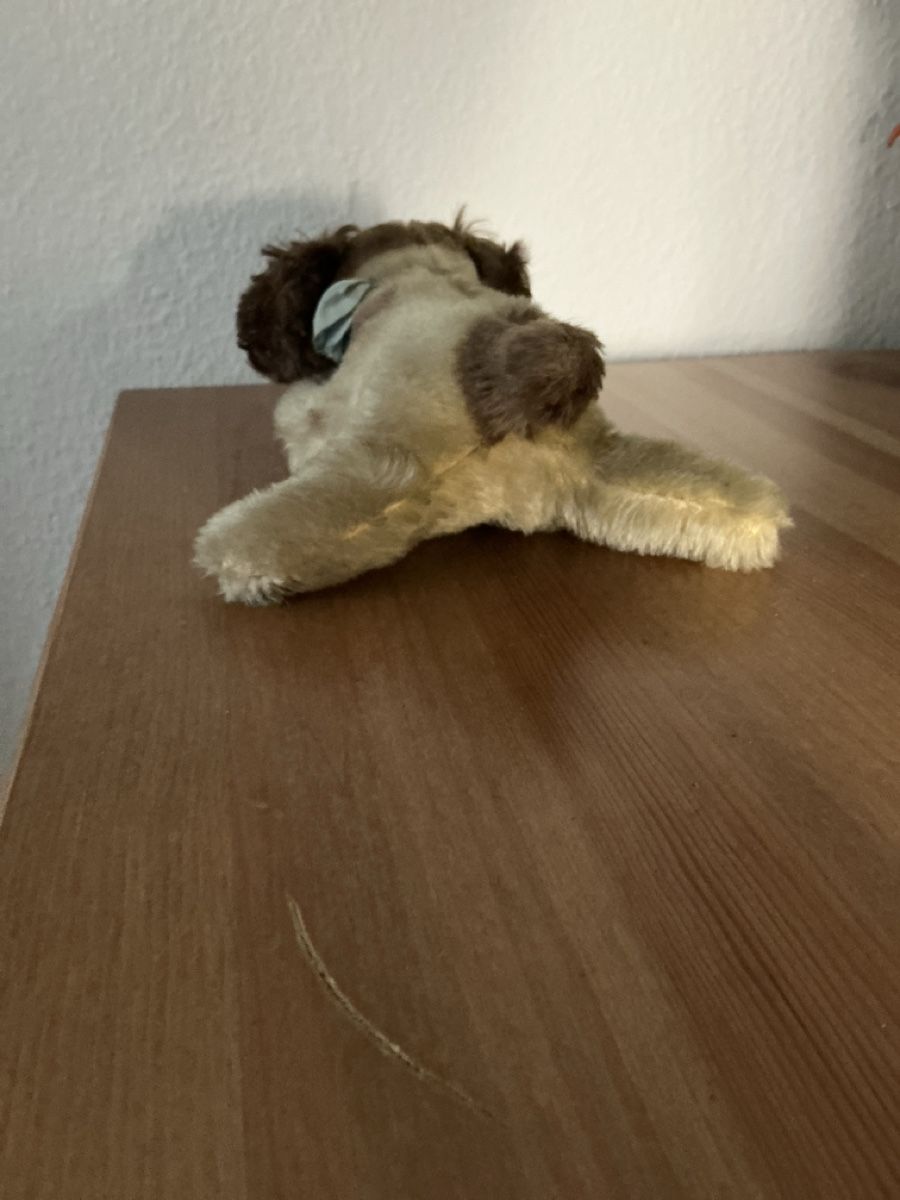 Steiff Giocattoli: Steiff Floppy Cockie Cocker Spaniel – Usato da Basel venduto da S.Wehrli72 2