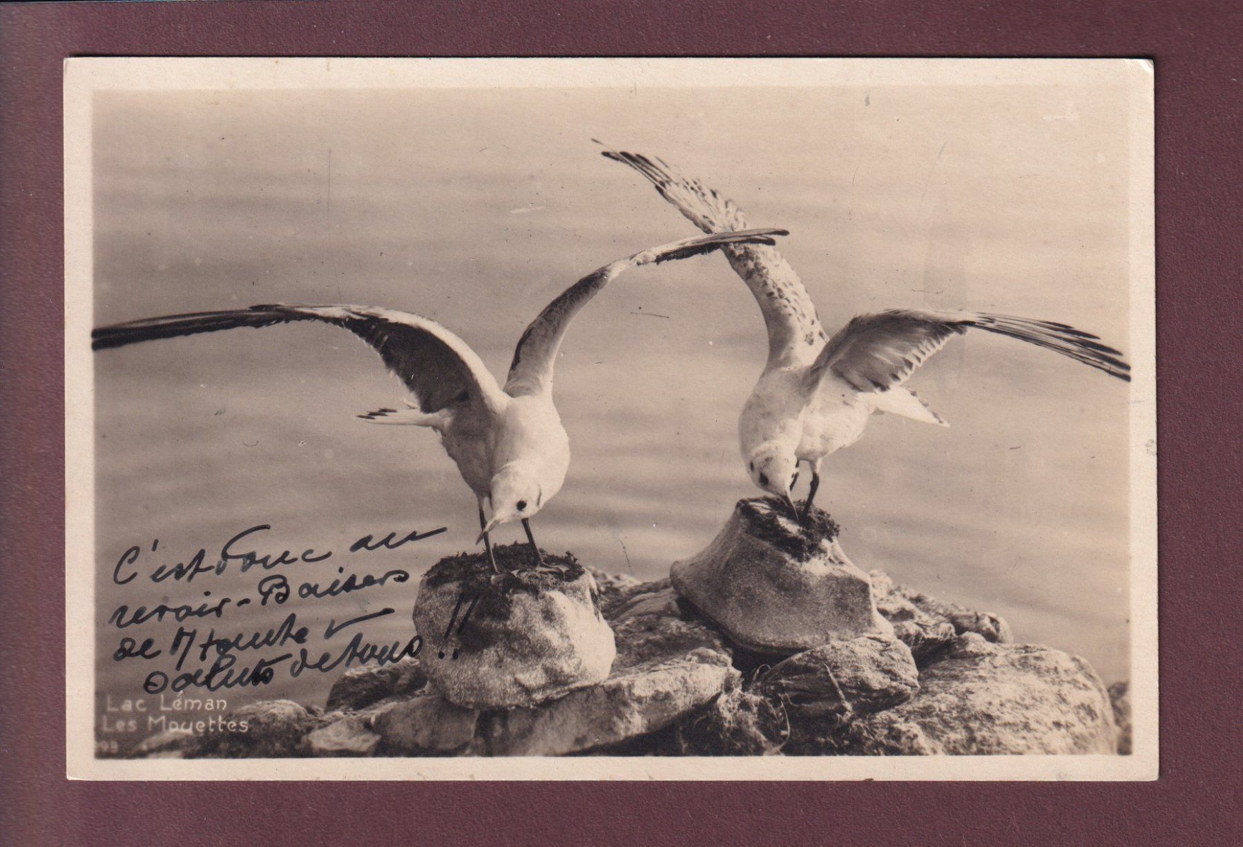 Cartoline postali: LAC LEMAN - Les mouettes - 1929 – Usato da Pully venduto da nicecards