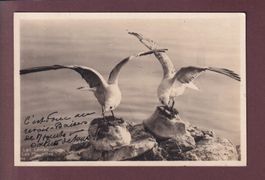 LAC LEMAN - Les mouettes - 1929