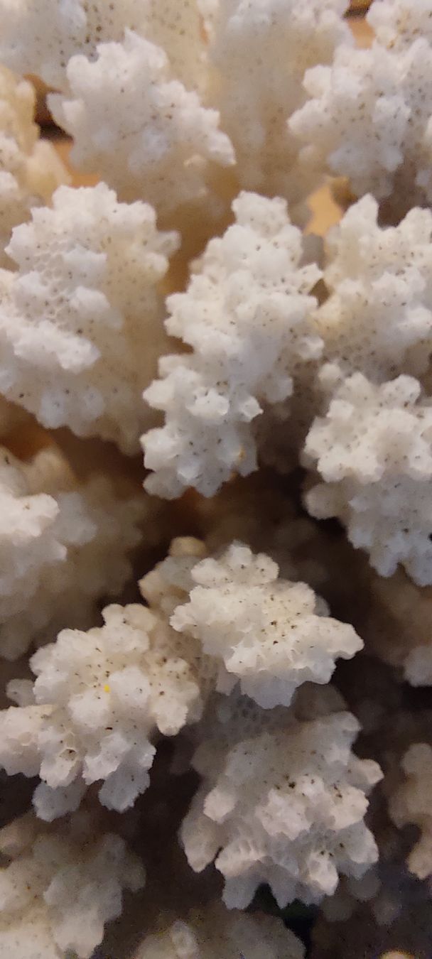 Tutte le decorazioni: Echte, dekorative Koralle. 538g – Usato da Fehraltorf venduto da Albino61 4