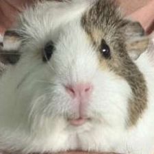 Profile image of Louise_Wille