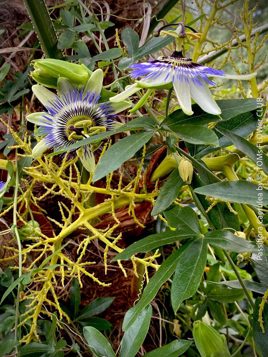 Pflanzen & Samen: Passiflora Caerulea - blaue Passionsblume - winterhart – Neu und originalverpackt aus Adliswil von TAKEYOURPLANT 6
