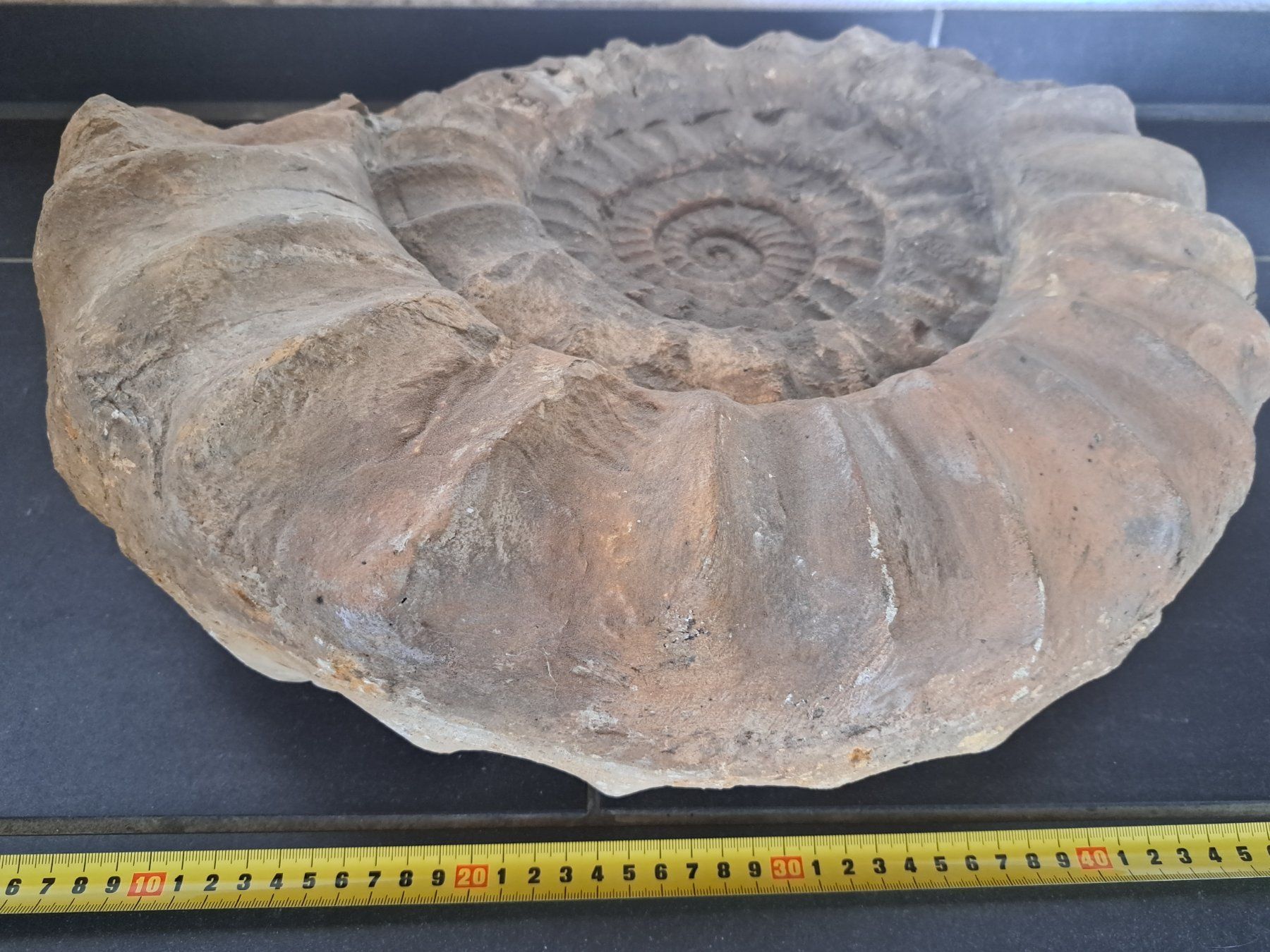 Fossili: Riesiger Ammonit - 28.9 kg – Usato da Wichtrach venduto da LuckyLuke69 4