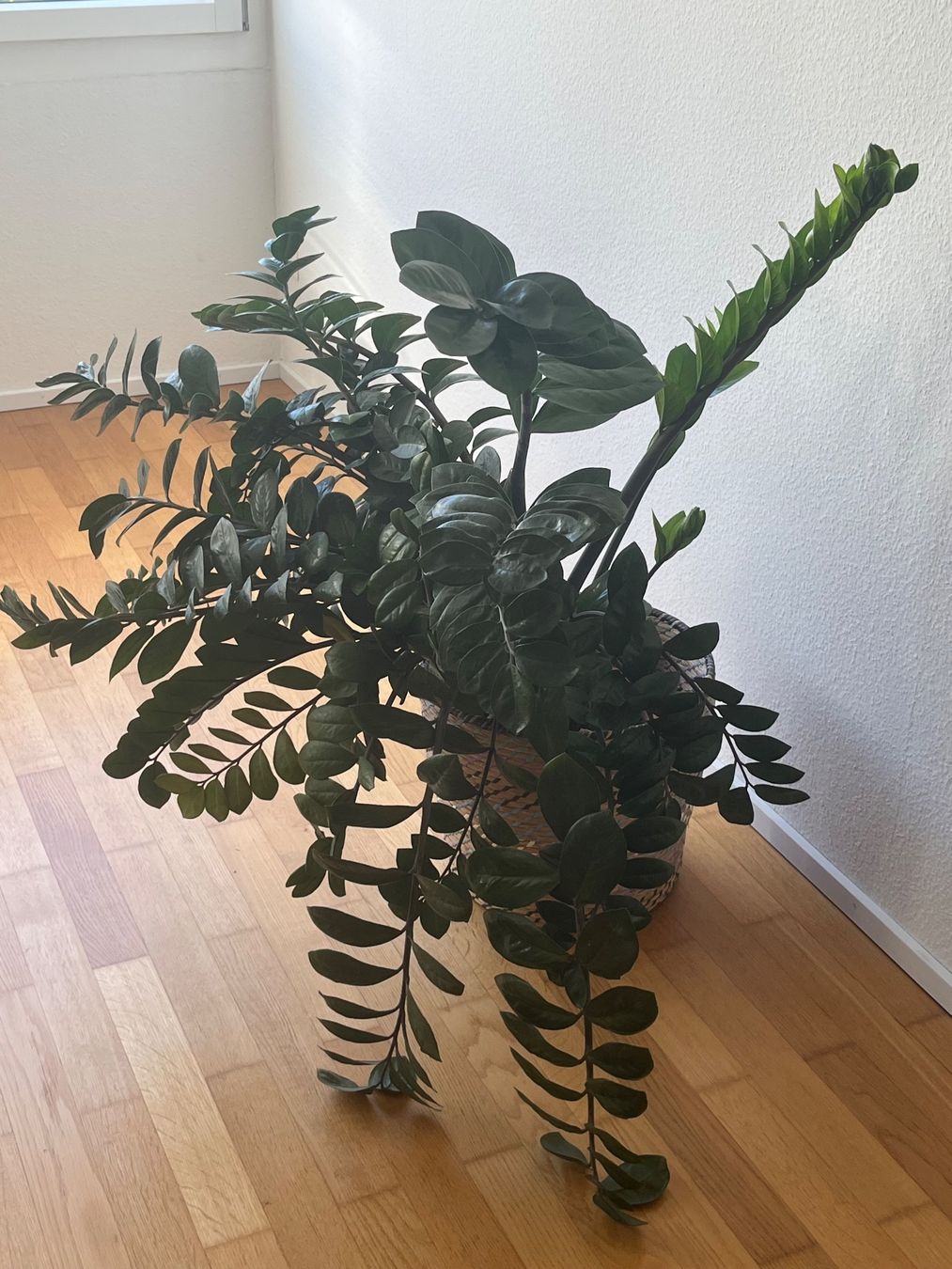 Pflanzen & Samen: Zamioculcas / Glücksfeder – Gebraucht aus Baden von Highlight1 3