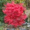 Acer palmatum Osakazuki (érable du Japon) 20-30cm