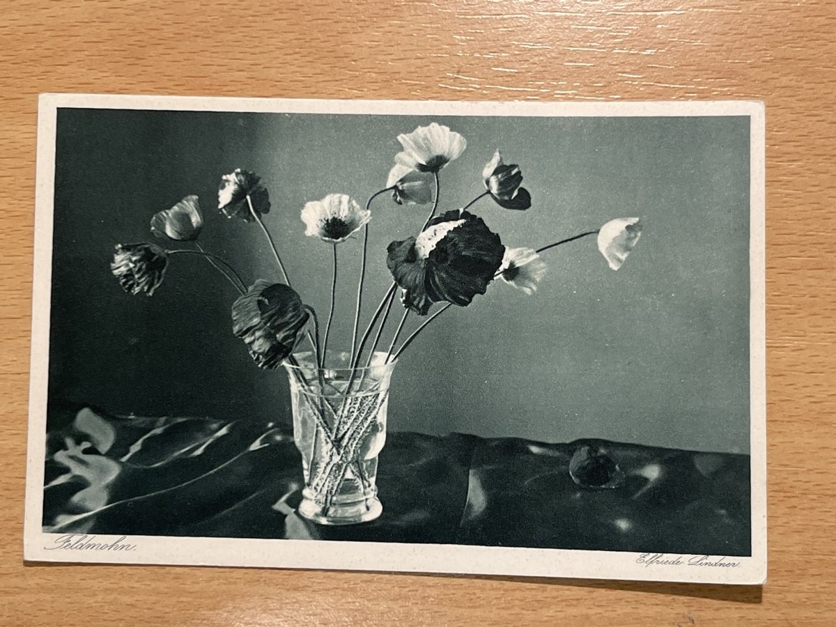 Cartoline postali: Alte Ansichtskarte "Blumenmohn" von Elfriede Lindner. Top! – Nuovo (secondo la descrizione) da Hinwil venduto da Chuan2
