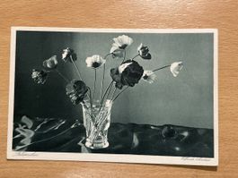 Alte Ansichtskarte "Blumenmohn" von Elfriede Lindner. Top!