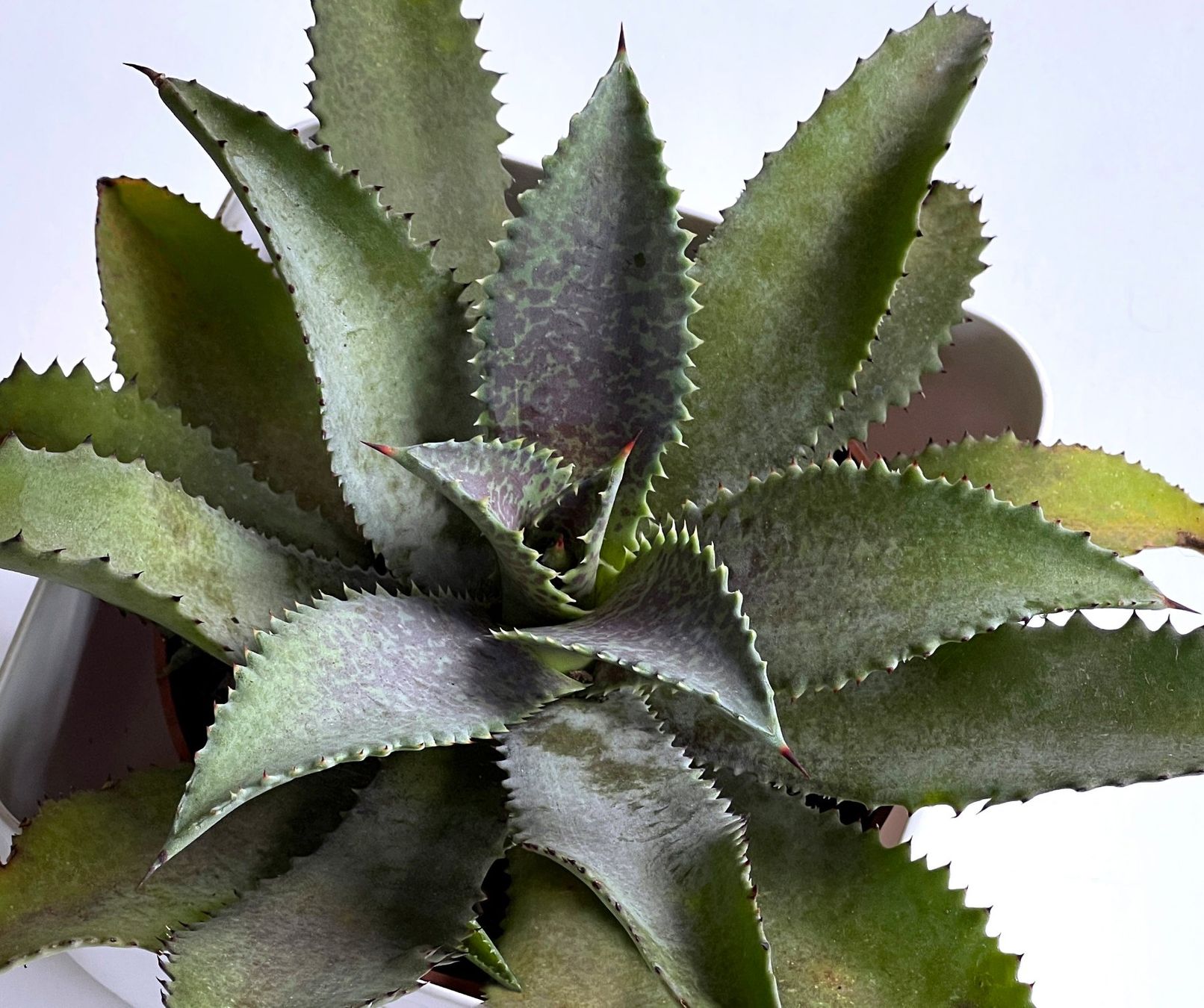 Piante & sementi: AGAVE*MANGAVE SILVER FOX***** – Nuovo (secondo la descrizione) da Dübendorf venduto da Orchid18