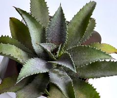 AGAVE*MANGAVE SILVER FOX*****