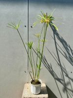 PAPYRUS STECKLING