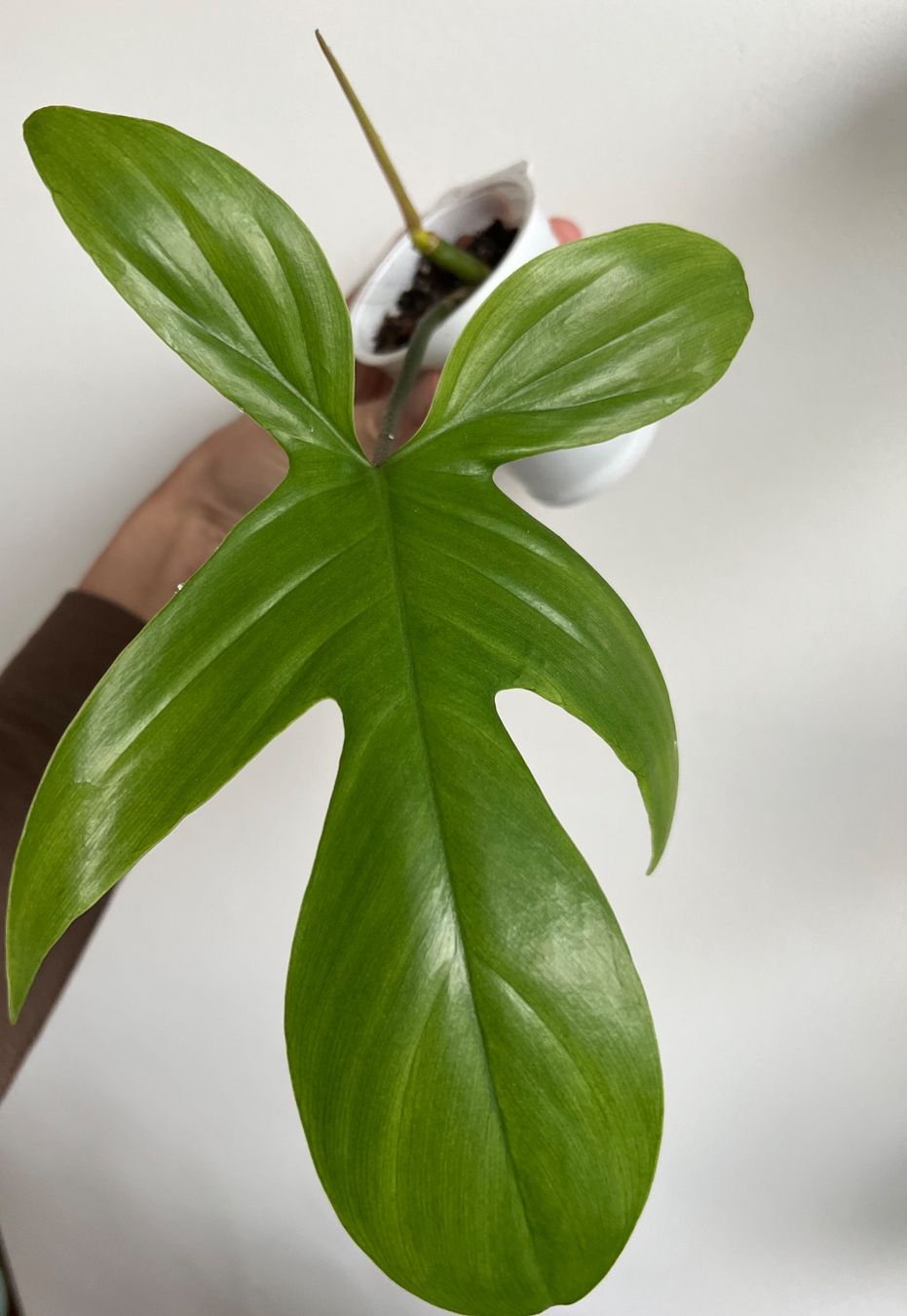 Piante & sementi: 🔥Philodendron Florida Ghost – Usato da Glattpark(Opfikon) venduto da ste_n99y 3
