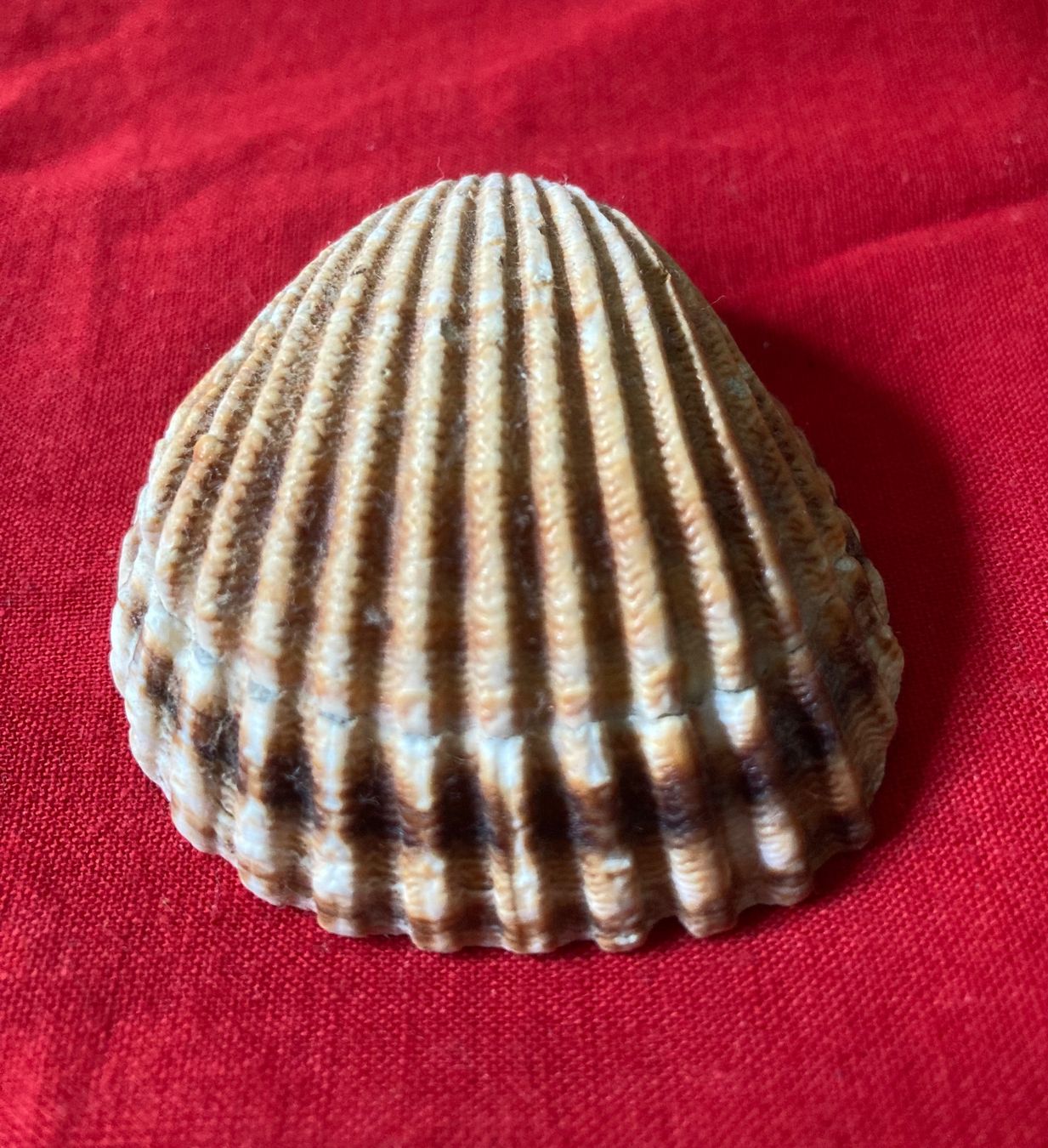 Fossili: 3 kleine Muscheln – Usato da Zürich venduto da Gustavo_Bianco 1