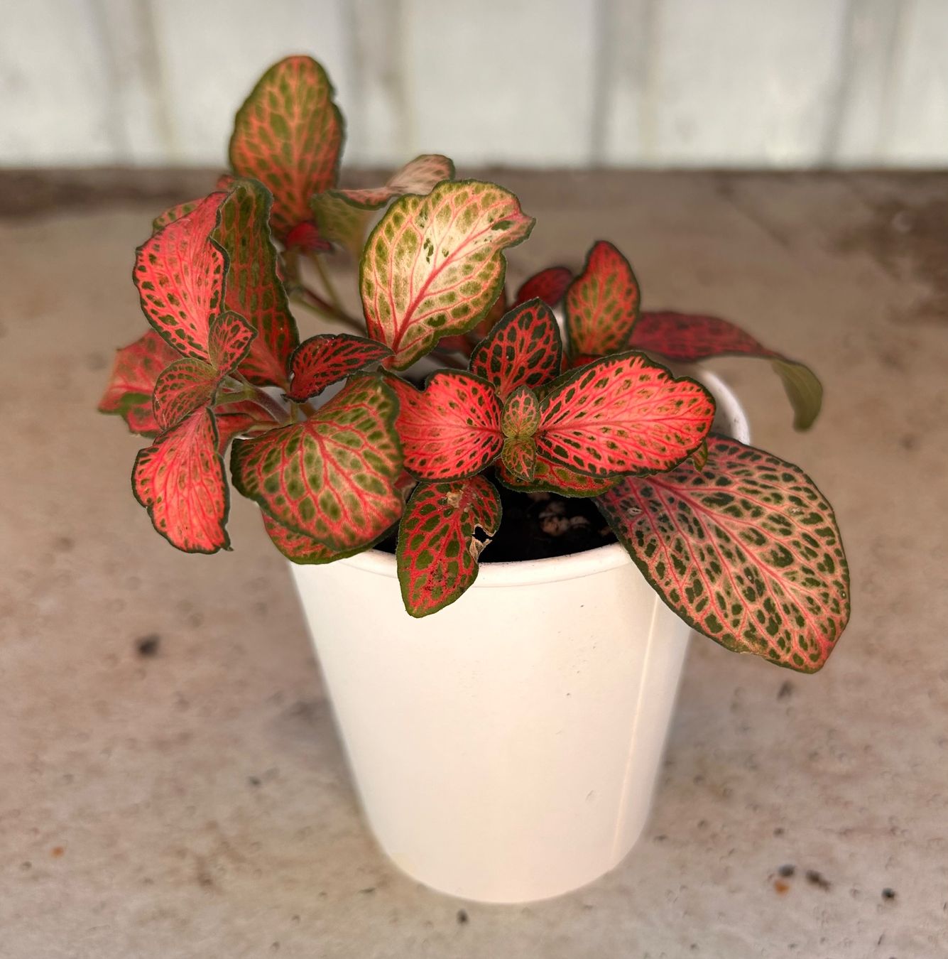 Plantes & graines: Fittonia 🌱 – D'occasion à Zürich par -Pflaenzlilade 1