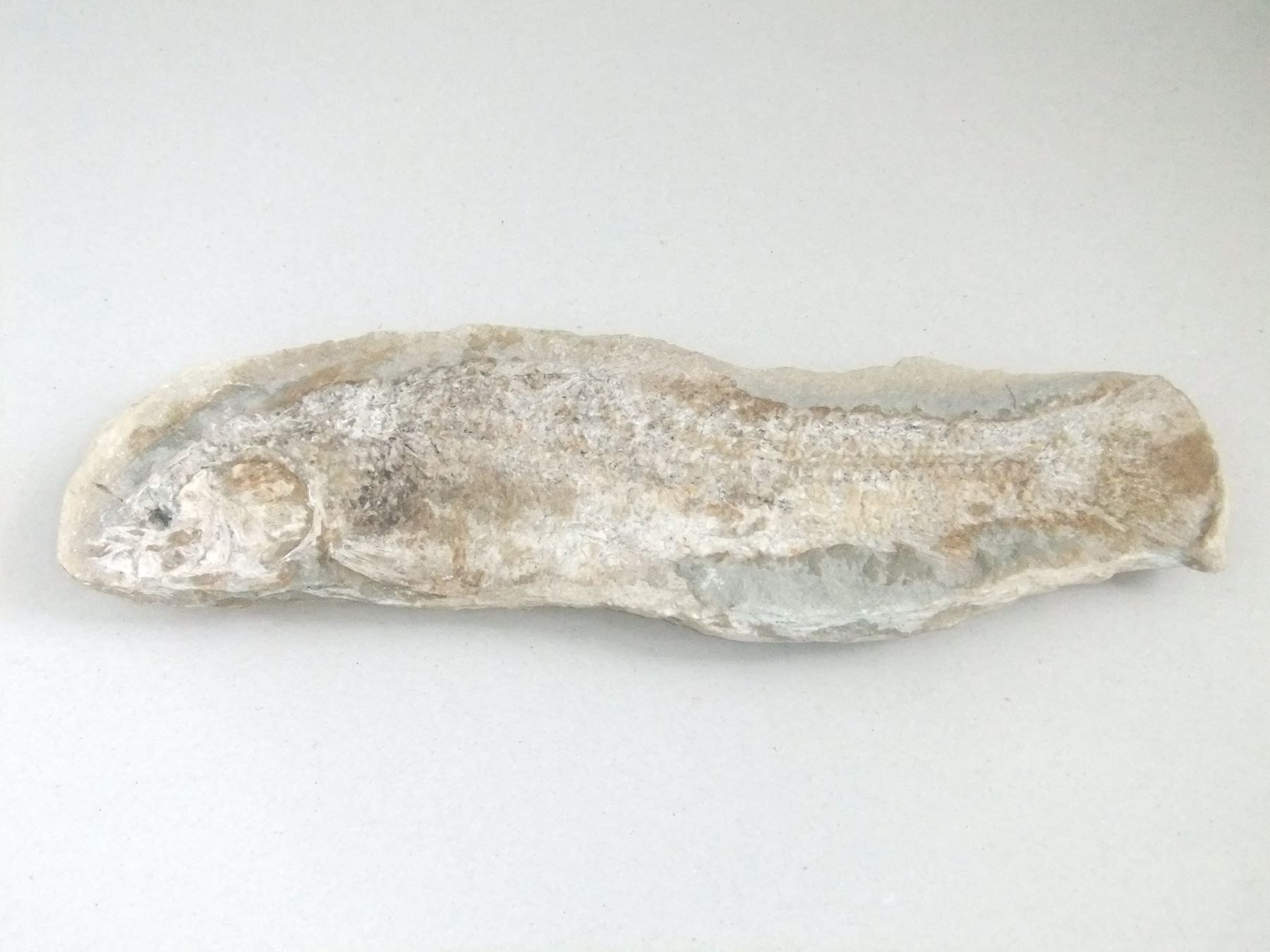 Fossilien: Mineralien Grosser Fisch – Gebraucht aus Esslingen von eintagammeer