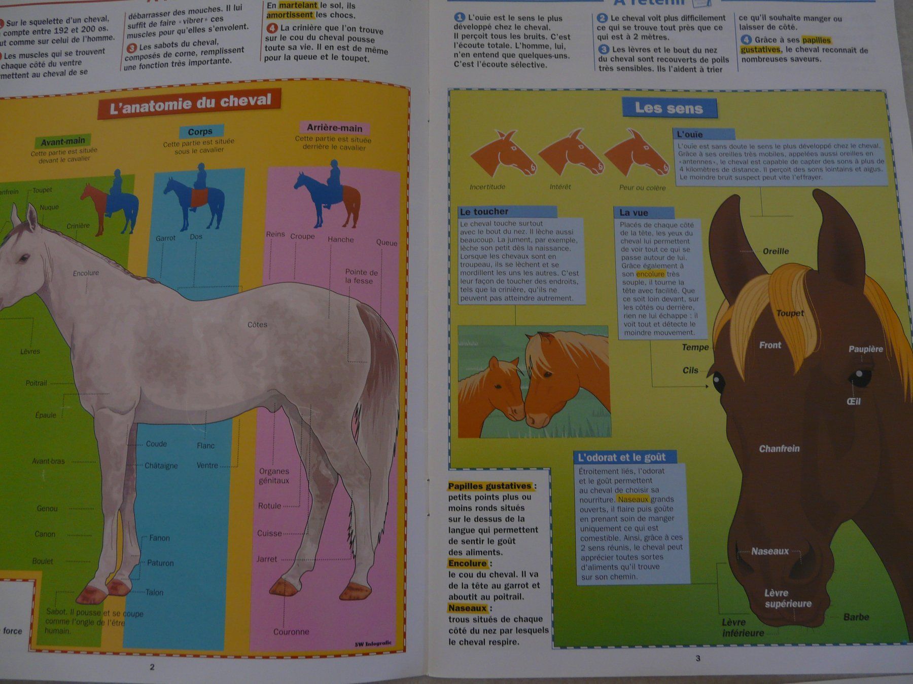 Libri: Les chevaux Docs des Incollables – Usato da ERLINSBACH venduto da doudouce 3