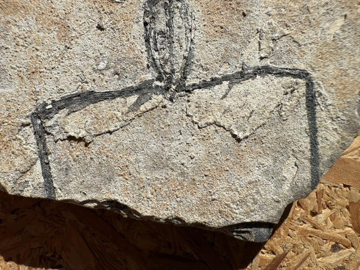 Fossili: Fossil - Frosch – Usato da Biel/Bienne venduto da nimmes 3