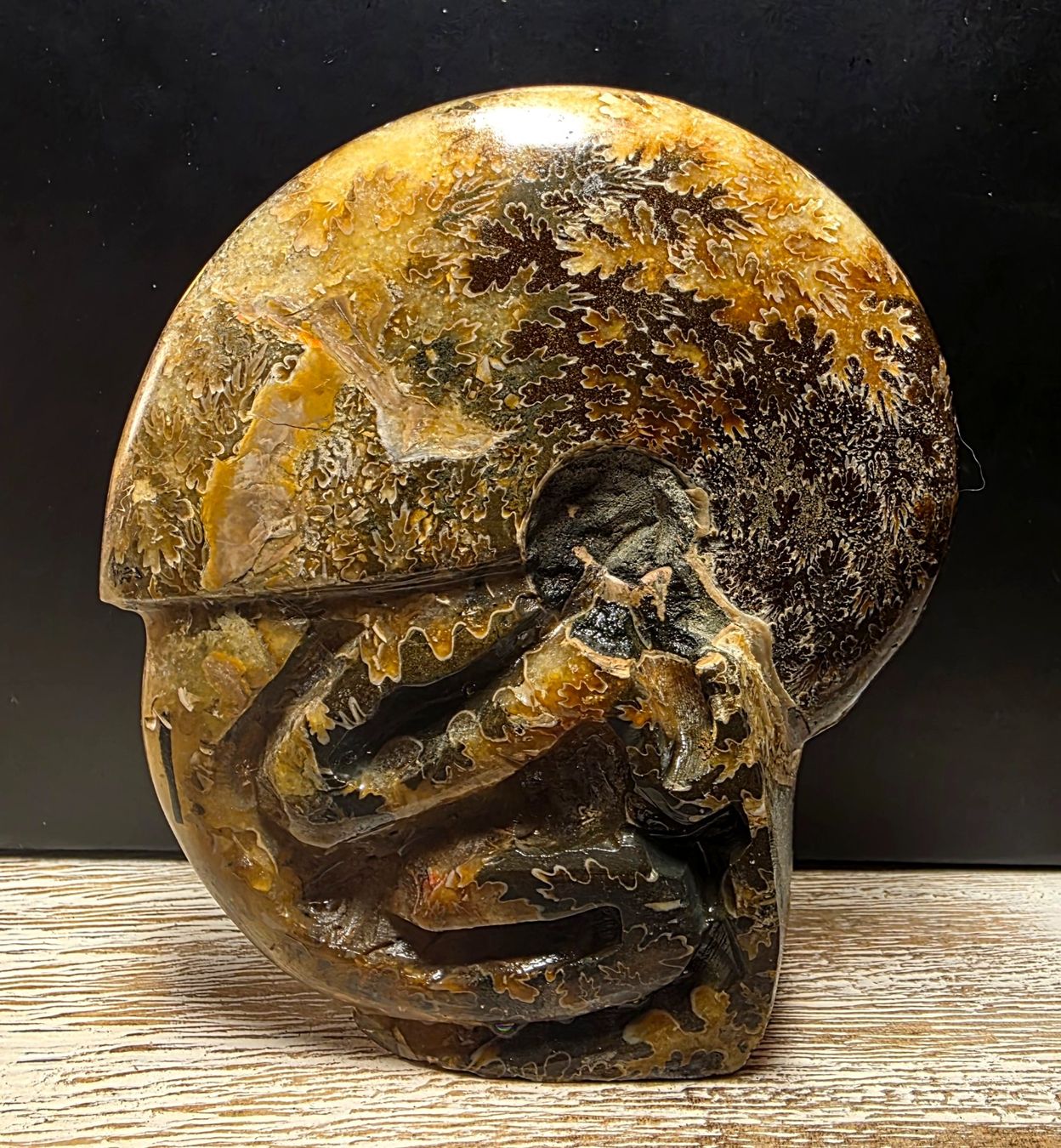 Fossili: Ammonit 402g – Nuovo (secondo la descrizione) da Matzingen venduto da Shay_Crystalz