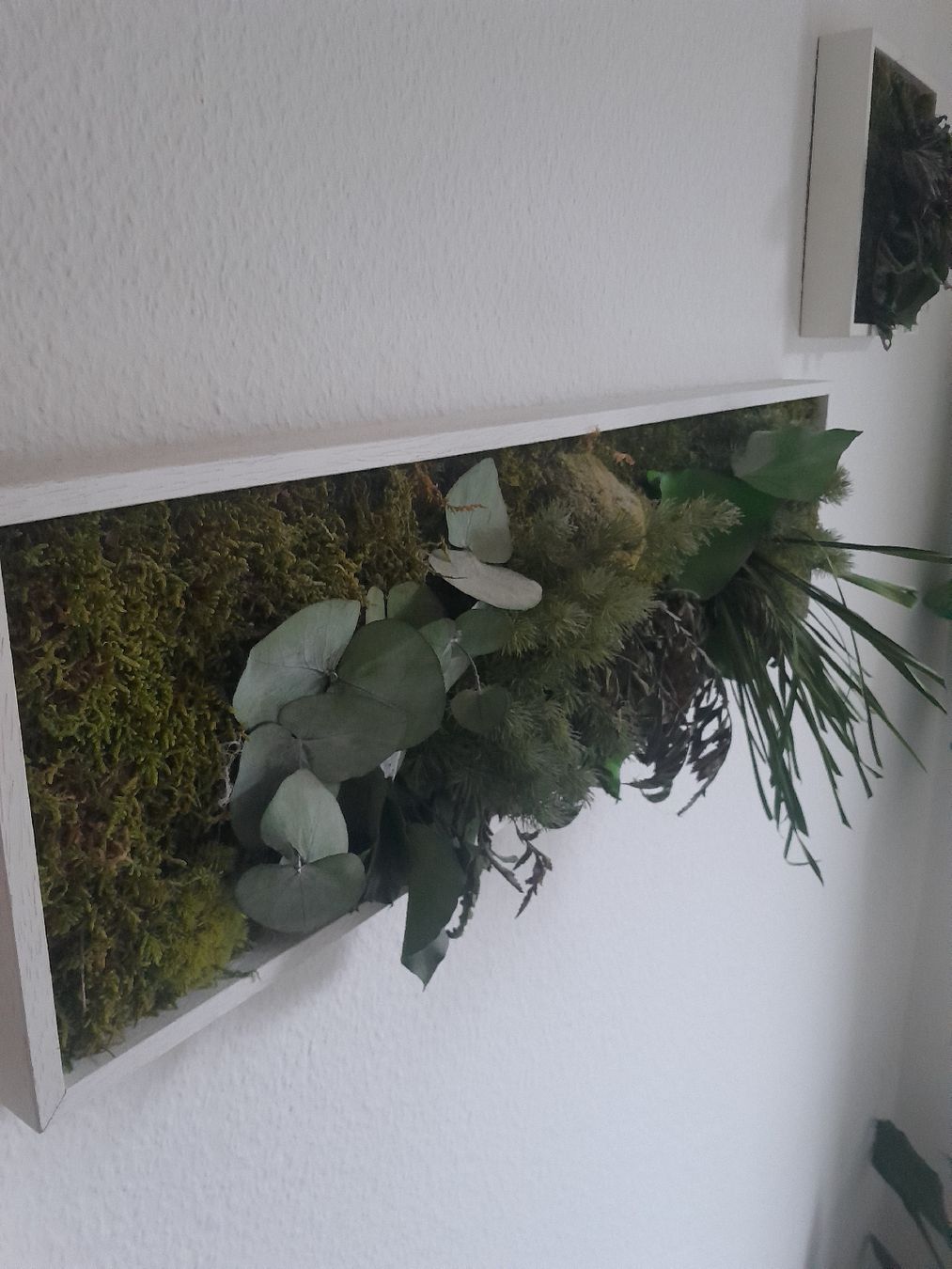 Foto & Immagini: Echtmoosbild im Rahmen von StyleGreen – Usato da Olten venduto da so.bi 2