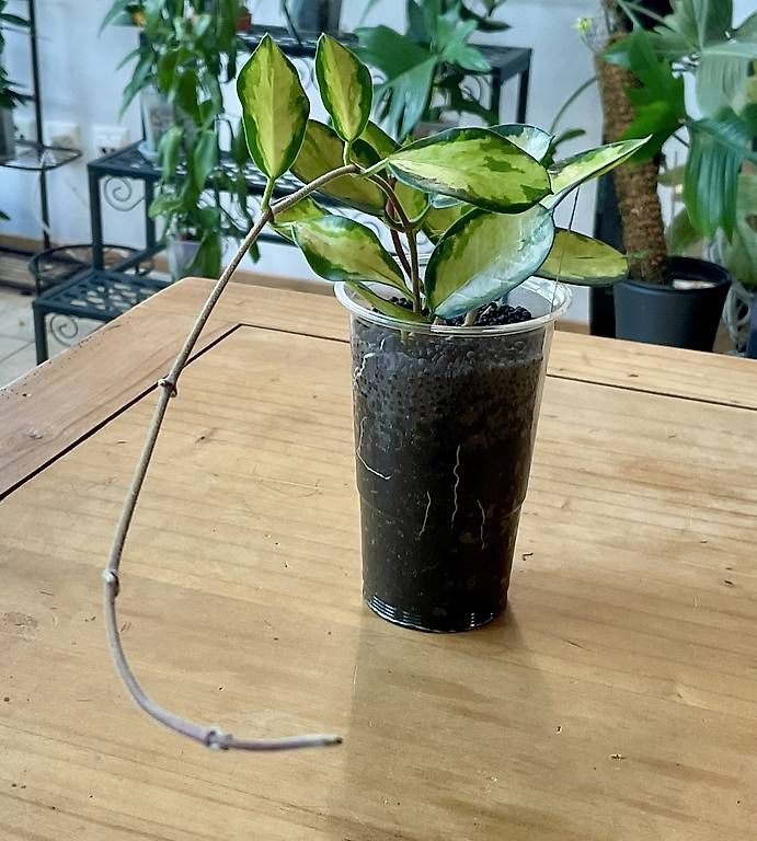 Piante & sementi: Hoya australis "Lisa" – Nuovo e nell'imballaggio originale da Schönholzerswilen venduto da Leavylounge