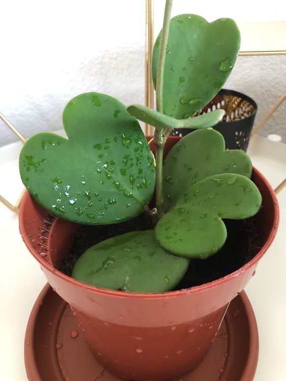 Hoya Kerrii / Herzblatt Pflanze Kaufen auf Ricardo