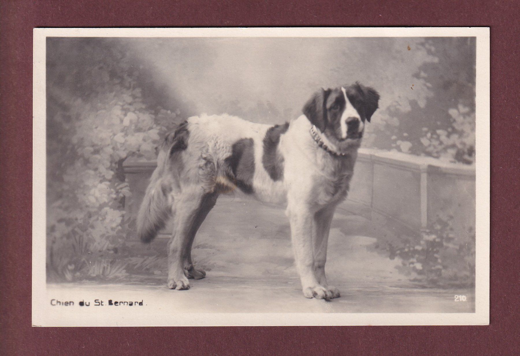 Cartes postales: Chien du SAINT-BERNARD - 1929 – D'occasion à Pully par nicecards