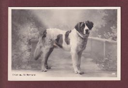 Chien du SAINT-BERNARD - 1929