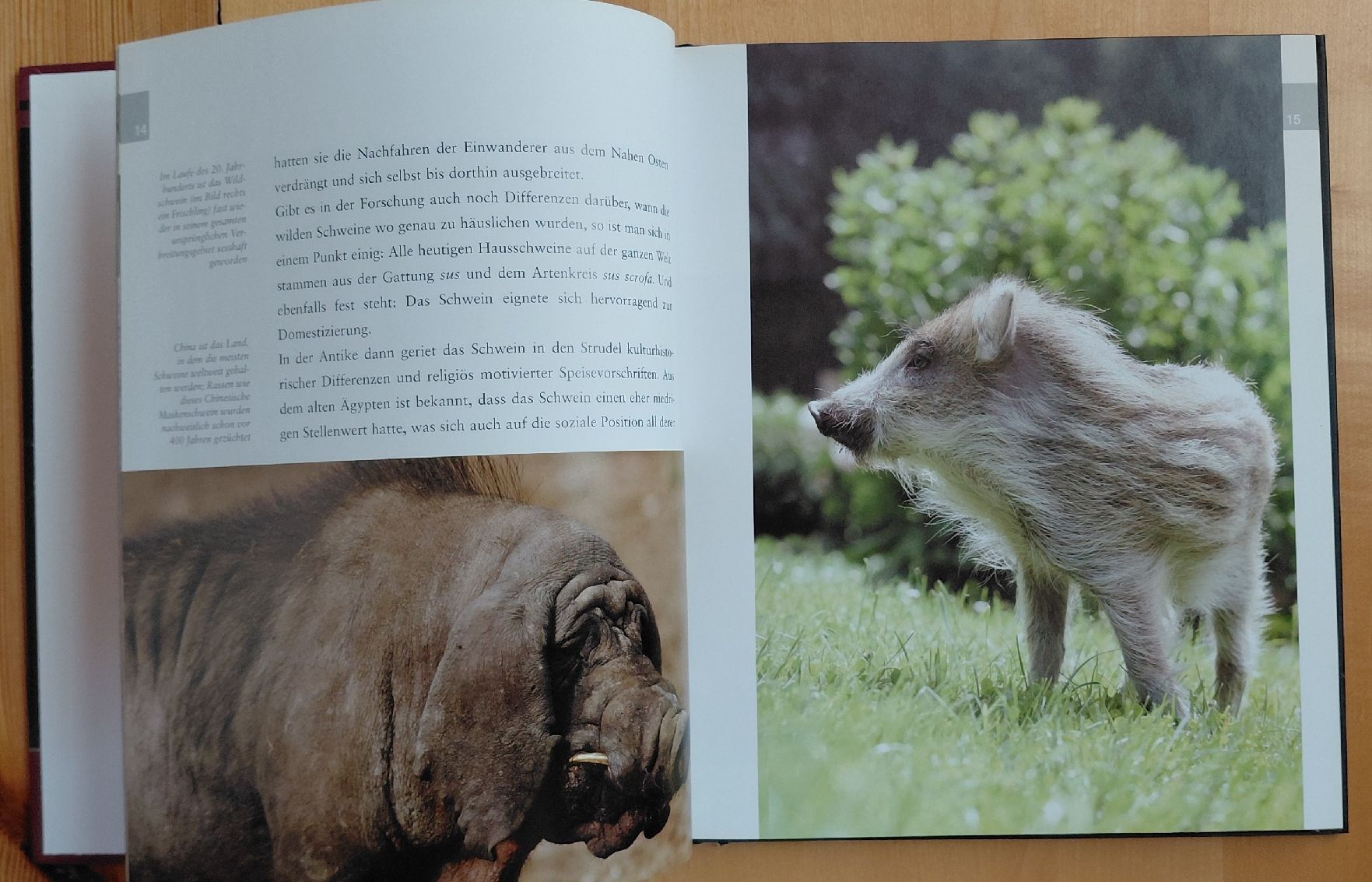 Libri: Schweine - Liebenswertes Borstenvieh – Usato da Trogen venduto da Limboo 3