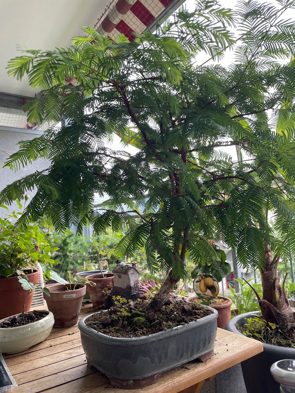 Piante & sementi: Urweltmammutbaum Bonsai – Usato da Thun venduto da Pesche555 4
