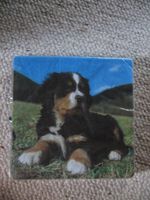 Servietten mit jungem Berner Sennenhund Sujet neu Migros