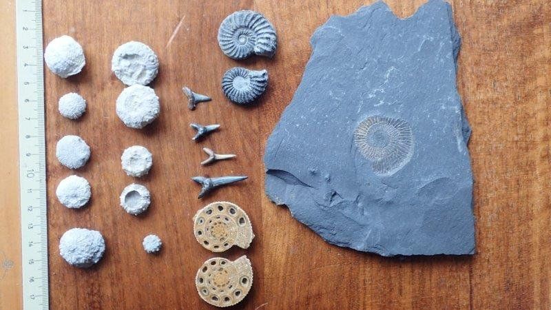 Fossilien: kleine Fossilien Sammlung – Gebraucht aus Rickenbach BL von Oktober68 1