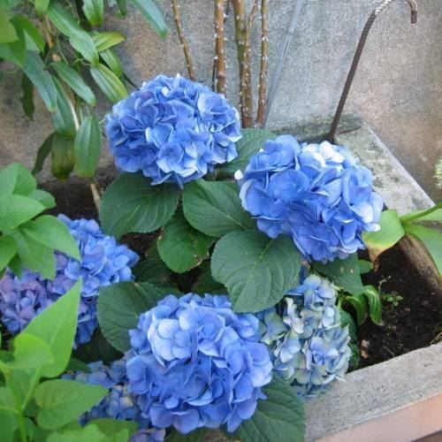 Piante & sementi: Hortensia 'Adria'   20cm – Nuovo (secondo la descrizione) da Bremblens venduto da FIBONACCI369 2