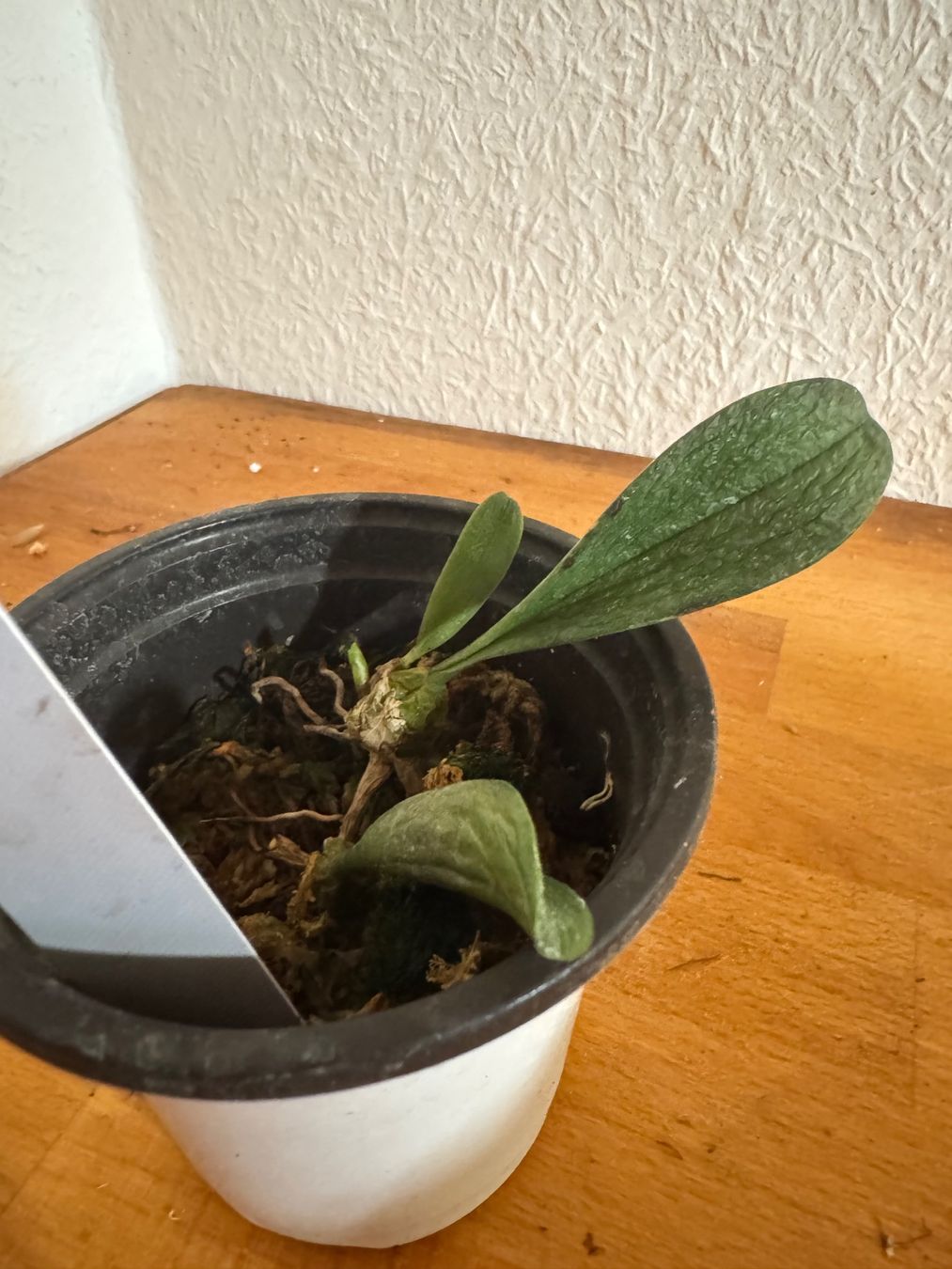 Plantes & graines: Bulbophyllum roxburghii – D'occasion à Männedorf par mrclst