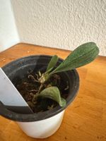 Bulbophyllum roxburghii