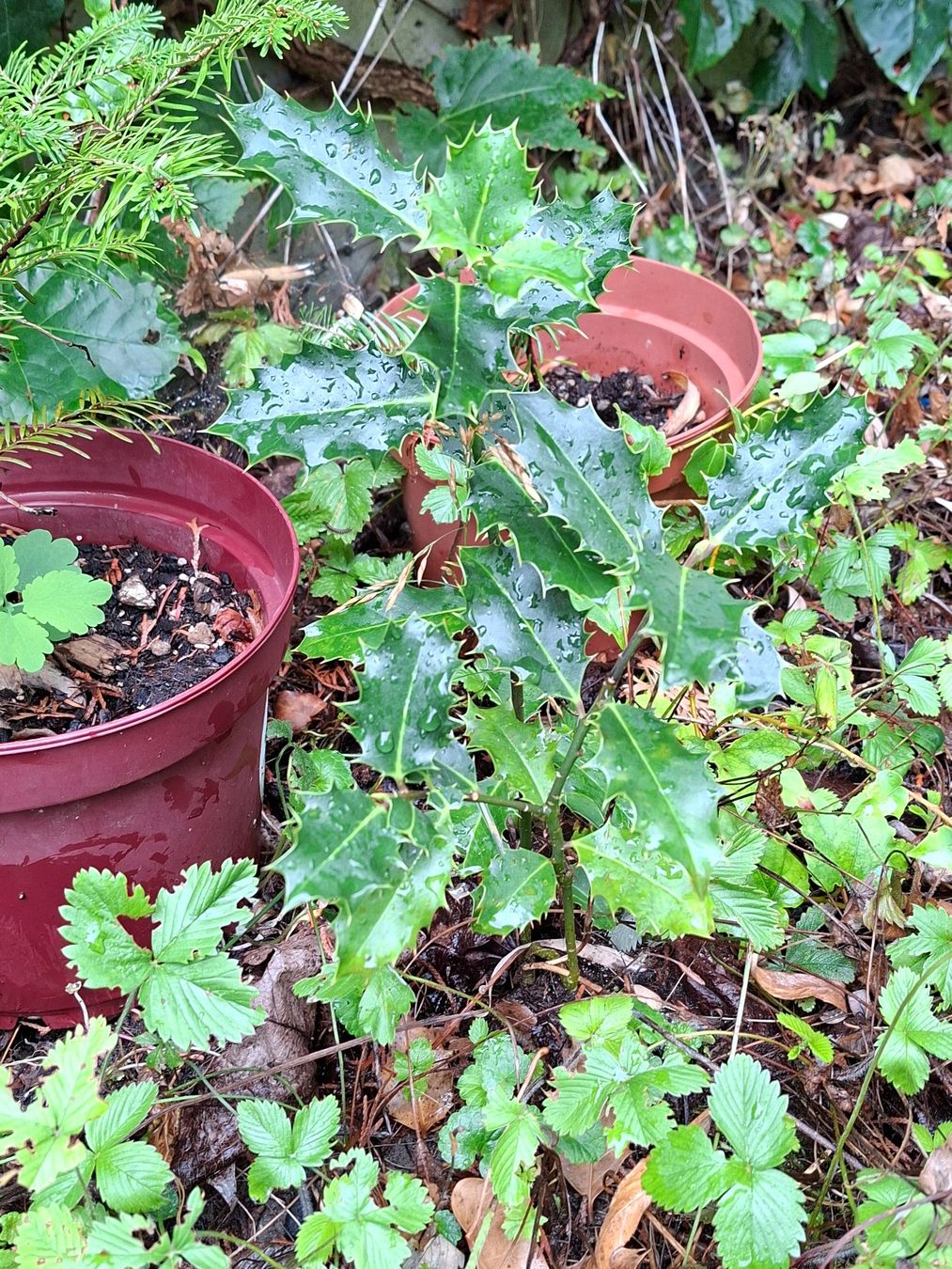 Plantes & graines: Stechpalme Setzling – Neuf (Voir description) à Aarau par gutLeben_2021 1