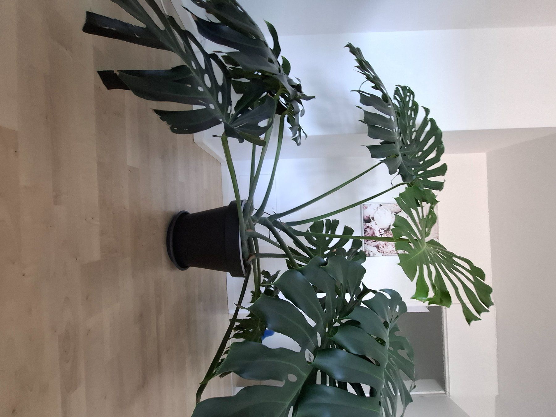 Pflanzen & Samen: echte Monstera Pflanze – Gebraucht aus Neuenhof von summer_25 4