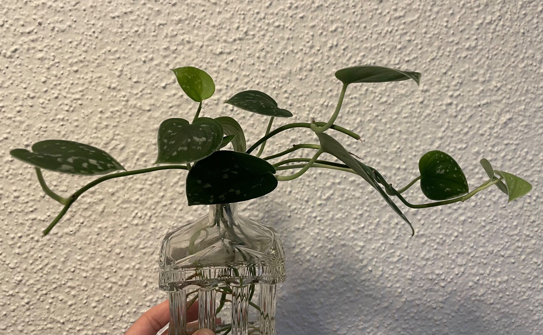 Plantes & graines: Silberne Efeutute Stecklinge – D'occasion à Zürich par mar_xfn9 1