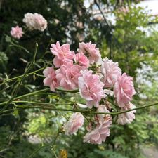 Profile image of Anna_Maria09