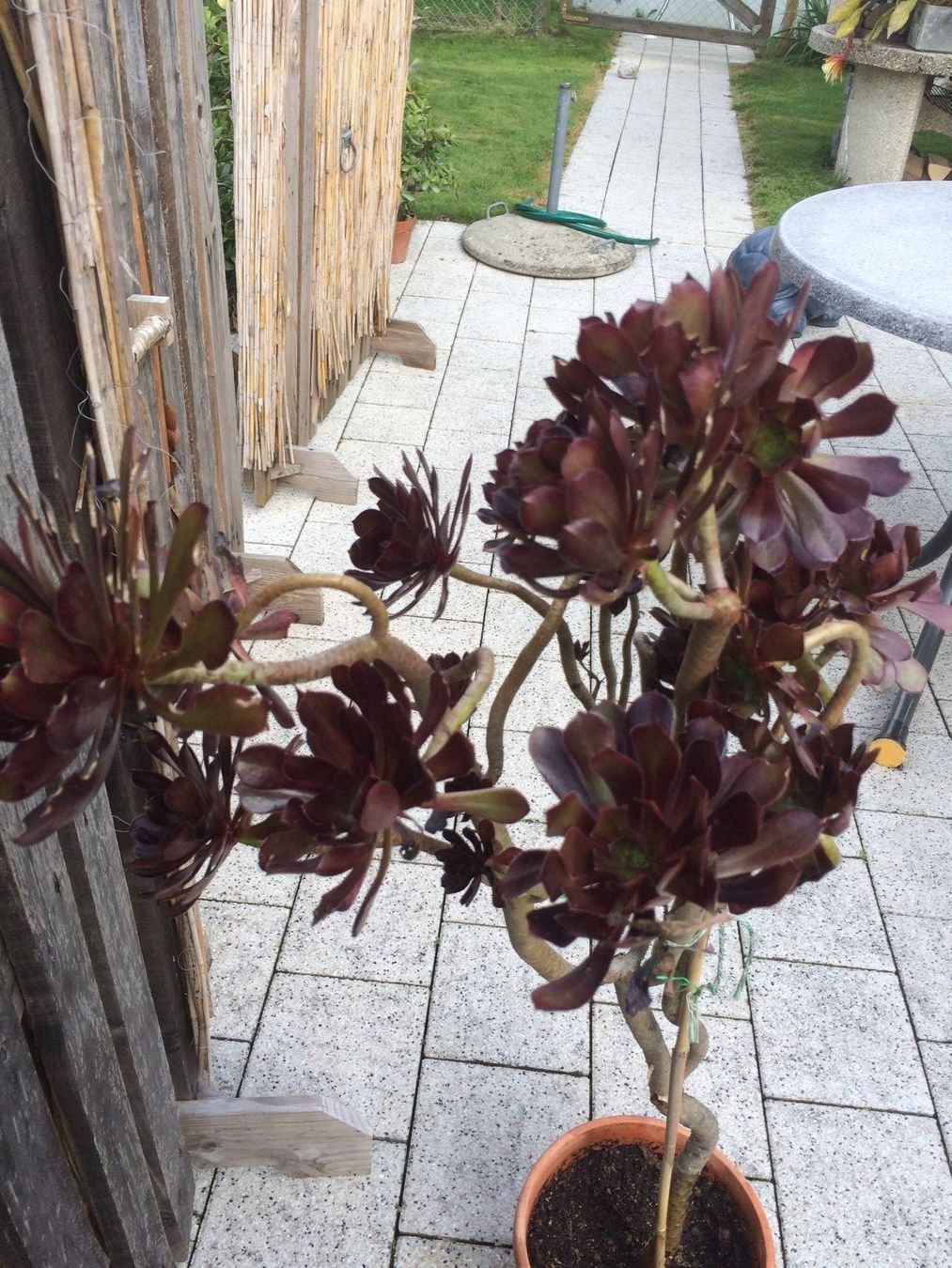 Piante & sementi: Aeonium arboreum purpurum – Nuovo (secondo la descrizione) da Vinelz venduto da Wellensittich55 4