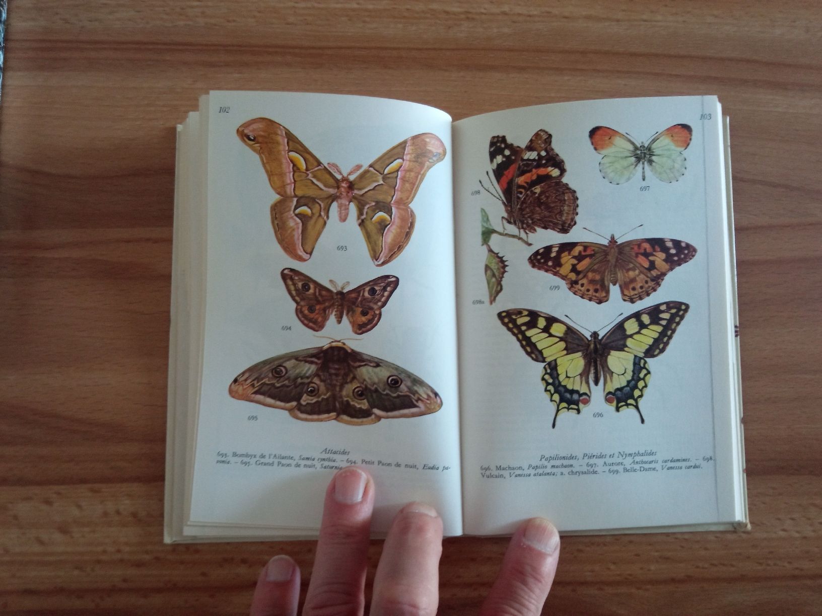 Bücher: lot 3 Livres Papillons  – Gebraucht aus Le Sentier von arc_2thy 9