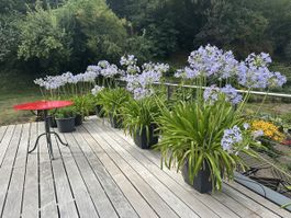 Agapanthus / Schmucklilien zu verkaufen