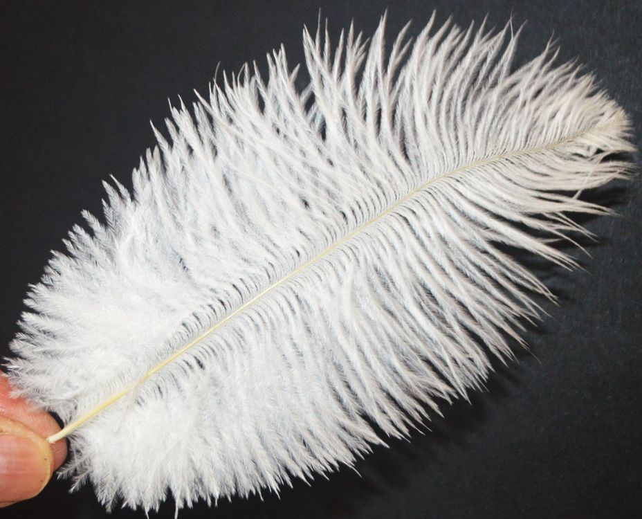 Deko Federn 628 15 bis 20 cm Strauss 10 Stück Kaufen auf Ricardo