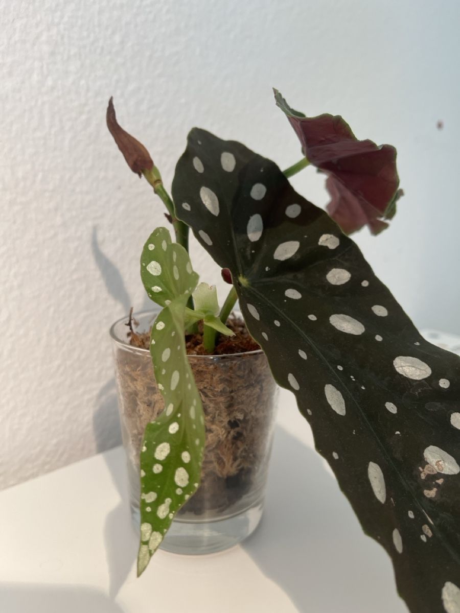 Plantes & graines: Begonia maculata im Glas – D'occasion à geroldswil par Ahornblatt70 1