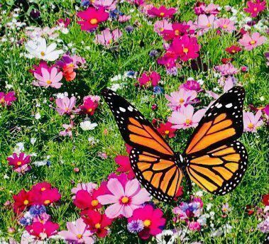 Piante & sementi: 500 SAMEN Blumenmischung Schmetterlinge‪ – Nuovo e nell'imballaggio originale da Rovio venduto da POSITIFFARTandPLANTS 1