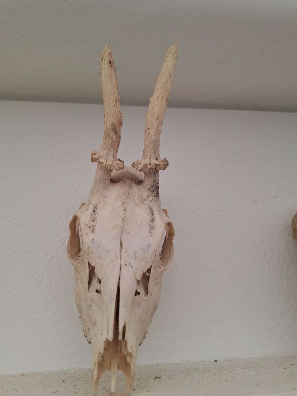 Figuren: Schädel Reh, Dachs, Fuchs, Bieber – Gebraucht aus Mümliswil von Arva 8