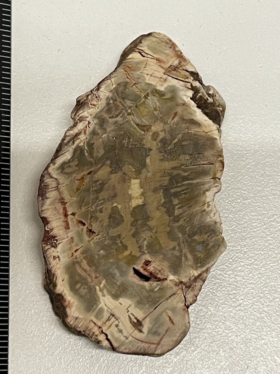 Minerali & Pietre curative: Heilstein versteinertes Holz – Usato da Rümlang venduto da euqinom16 2